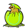Tennis Chick Hatching