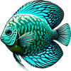 Diskusbuntbarsch Blau