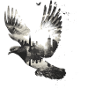 pigeon pigeon colombophile volant