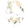 pigeon pigeon colombophile volant