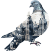 pigeon pigeon colombophile volant