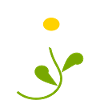 Daisy Flower Hvid Hvid Blomst Blomster Hvid