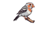 Bird breeder Ornithologist Bird watcher