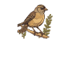 Vogelzüchter Ornithologe Vogelbeobachter