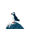 Puffins on rocks