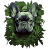Portrait Bouledogue Français