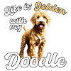 Goldendoodle Golden Doodle Life Golden Gave
