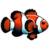 Clownfish