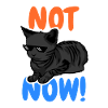 Drôle de chat