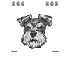 Miniature Schnauzer Dog Schnauzer