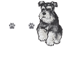 Miniature Schnauzer Dog Schnauzer
