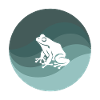 Amphibian newt