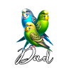 Meilleure perruche perruche Papa