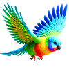 Rainbow Parakeet (03)
