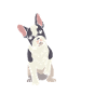 Bouledogue français fille