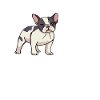 French Bulldog Kids