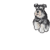 Miniature Schnauzer Dog Schnauzer