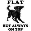 My funny Flat coated Retriever