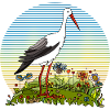 Stork bird
