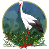 Stork bird