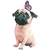 Pug with butterfly