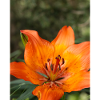 Orange Tiger Lily