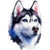 Majestic Husky Portrait