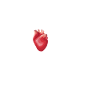 human heartbeat