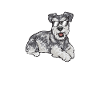 Schnauzer nain Chien Schnauzer
