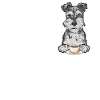 Schnauzer nain Chien Schnauzer