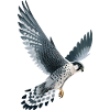 Peregrine falcon in flight