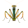 Gottesanbeterin Praying Mantis Liebe Fangschrecken