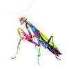 Gottesanbeterin Praying Mantis Liebe Fangschrecken