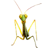 Gottesanbeterin Praying Mantis Liebe Fangschrecken