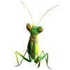 Gottesanbeterin Praying Mantis Liebe Fangschrecken