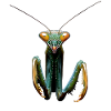 Gottesanbeterin Praying Mantis Liebe Fangschrecken