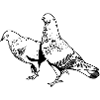 Pigeon motif