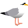 cool seagull