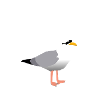 Hamburg Seagull