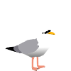 Cool Seagull