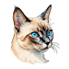Chat siamois Aquarelles