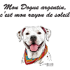 Dogue argentin rayon de soleil