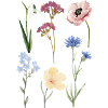 Plants Flowers Blossom