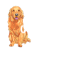 Golden Retriever Mom