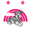 Schnauzer nain Chien Schnauzer
