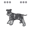 Schnauzer nain Chien Schnauzer