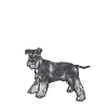 Schnauzer nain Chien Schnauzer