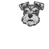 Schnauzer nain Chien Schnauzer