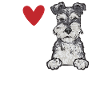 Schnauzer nain Chien Schnauzer