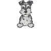 Miniature Schnauzer Dog Schnauzer